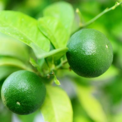 Limon - GoDani